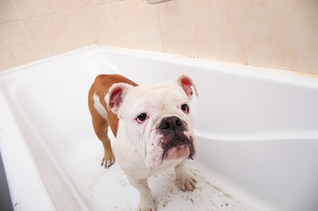 Baignade du bulldog anglais