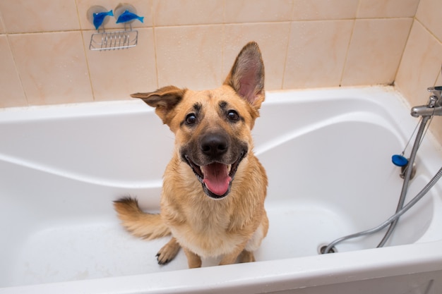 Baignade du drôle de chien de race mixte. Chien prenant un bain moussant.