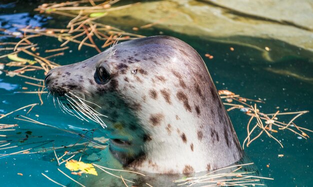 Baignade, phoque se reposant au soleil dans l'eau