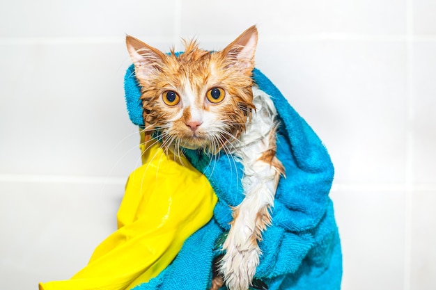 Baigner le chat dans la baignoire Clean Wet rouge chaton effrayé enveloppé dans une serviette regarde la caméra