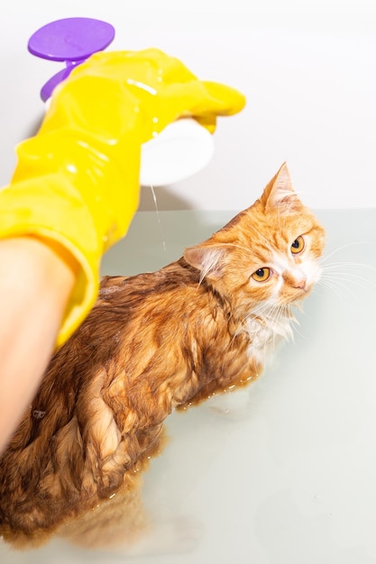 Baigner le chat dans la baignoire Le propriétaire lave le chaton rouge avec du shampoing Prévention et hygiène des puces