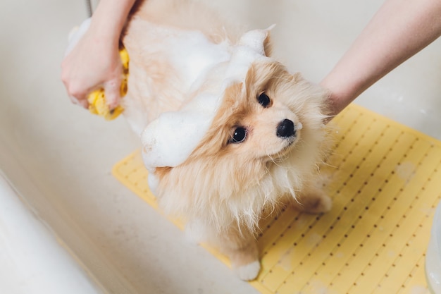 Baigner le chien dans le salon de coiffure pour chiens de Poméranie.