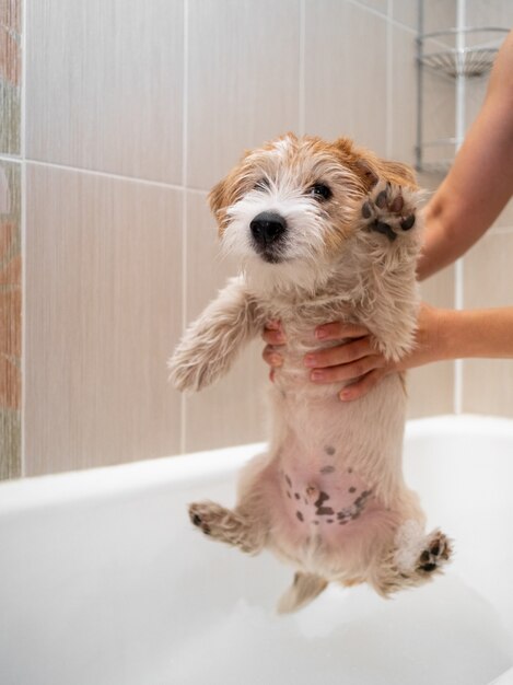 Baigner un chiot Jack Russell Terrier dans un bain moussant après une promenade