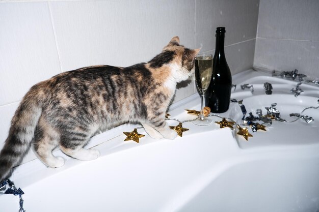 Baignoire fête jour fête décor de salle de bain nouvel an ou fête d'anniversaire dans la baignoire chat champagne et