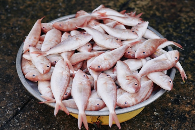 Baignoire pleine de poisson