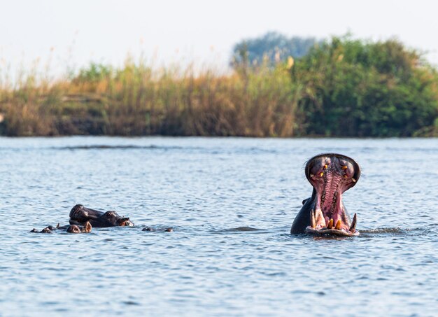 Photo le bâillement d'hippopotame parc national de chobe au botswana