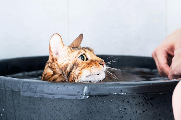 Bain ou douche pour l'hygiène des animaux de compagnie du chat de race bengal