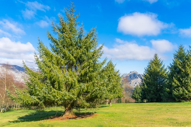 Bain de soleil au pin dans le parc naturel d'Urkiola