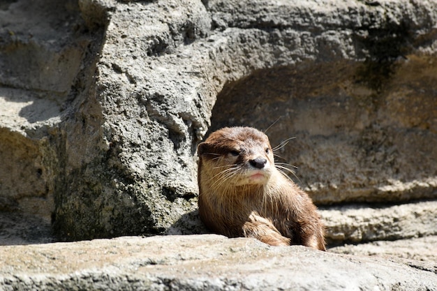 bain de soleil loutre