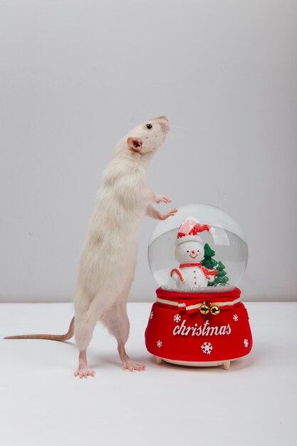 un bal du Nouvel An et une souris blanche