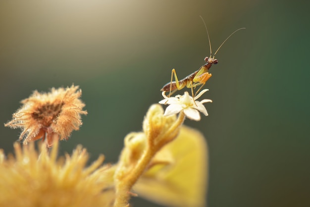 Balack mantis voler sur une feuille