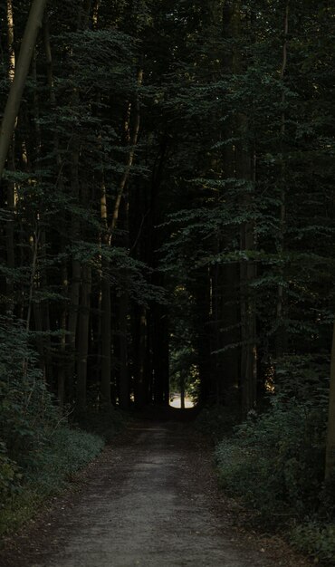 Balade automnale à la Forêt de Soignes Belgique