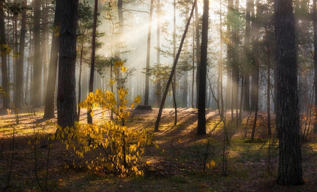 Balade en forêt. Matin. Rayons de soleil. Beauté. l'automne.