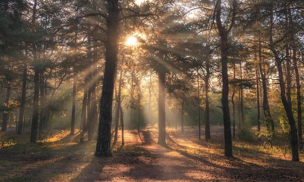 Balade en forêt. Matin. Rayons de soleil.