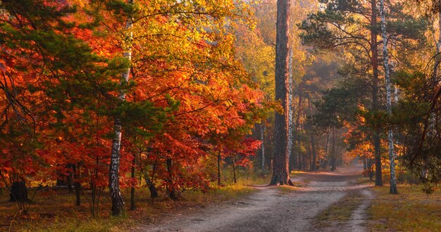 Balade en forêt. Tôt le matin. Rayons de soleil. Beauté d'automne