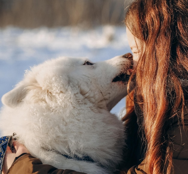 Balade hivernale avec votre animal Samoyède préféré