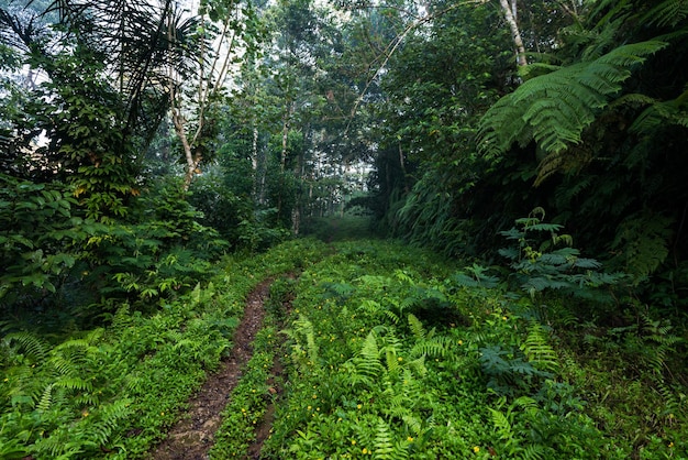 Balades en campagne été nature