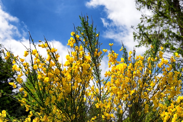 Balai jaune avec un beau ciel bleu