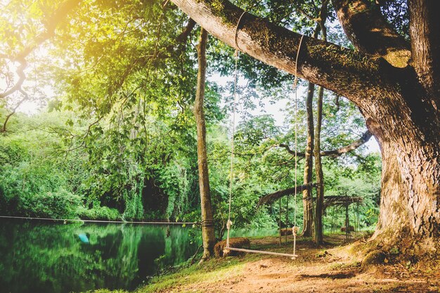 balancer à côté du canal sous le grand arbre