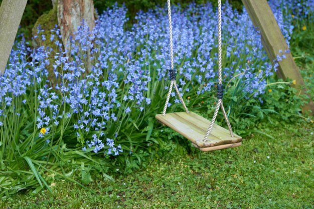 Une balançoire en bois suspendue avec une corde en nylon et un buisson de fond de fleurs de jacinthe des bois vibrantes Cour de maison privée paisible et sereine avec des plantes bleues scilla siberica poussant dans un jardin tranquille vide