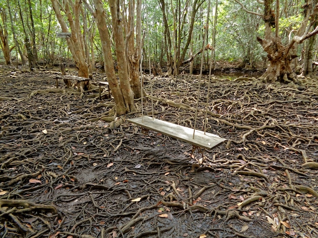 Balançoire en bois vide dans la forêt de mangrove