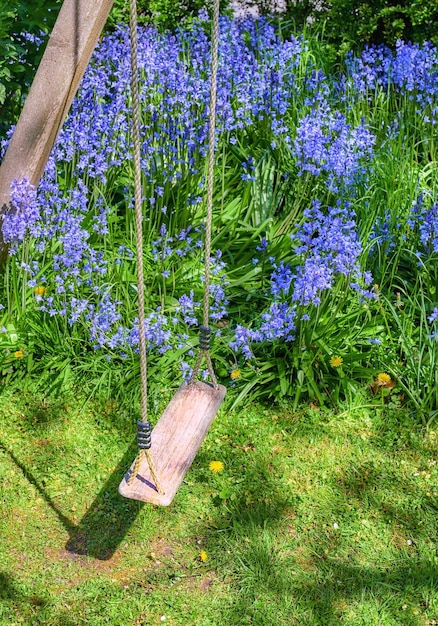 Une balançoire vide en bois avec une fleur Bluebell poussant dans un jardin verdoyant Beaucoup de fleurs bleues en harmonie avec la nature flore sauvage tranquille dans une cour zen calme avec un siège suspendu dans un endroit paisible