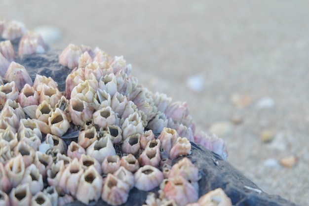 Balanes sur les pierres sur la plage.