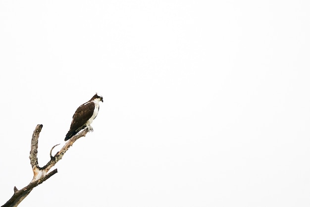 Balbuzard pêcheur dans un arbre à la recherche d'un poisson