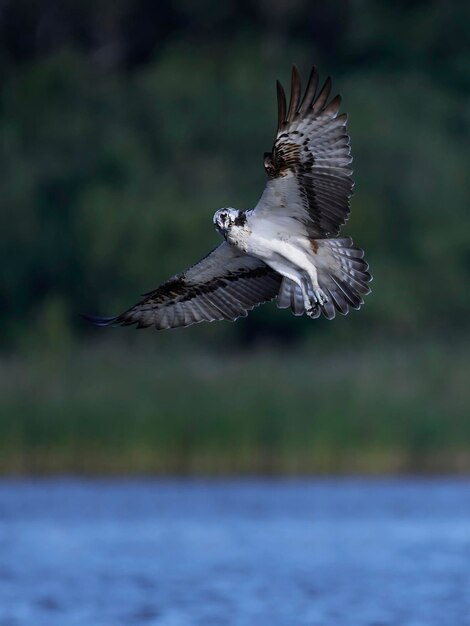 Balbuzard pêcheur Pandion haliaetus