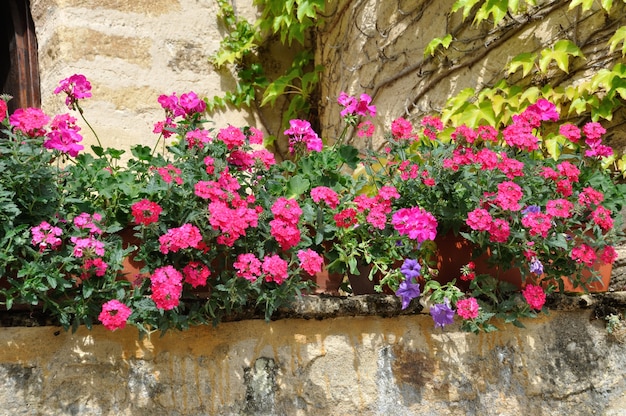 Un balcon fleuri avec géranium