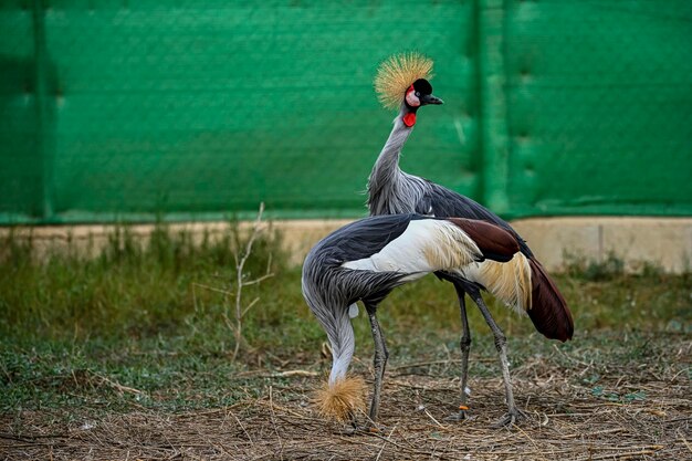 Photo balearica regulorum ou grue à couronne grise est un oiseau gruiforme de la famille des gruidés