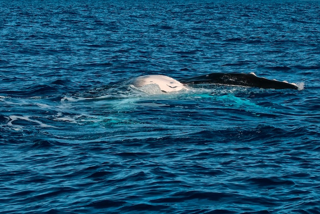 La baleine à bosse après avoir fait irruption dans la mer bleue de la Polynésie