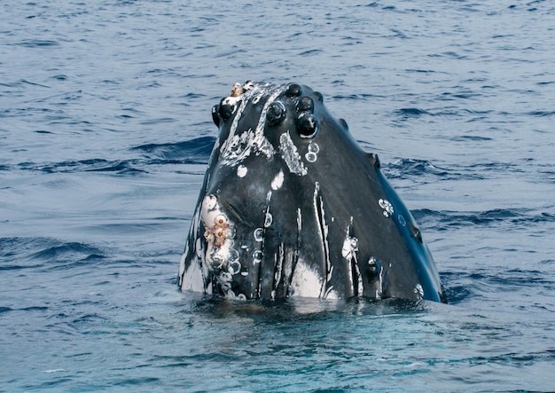 La baleine à bosse aux Tonga, au paradis de la Polynésie