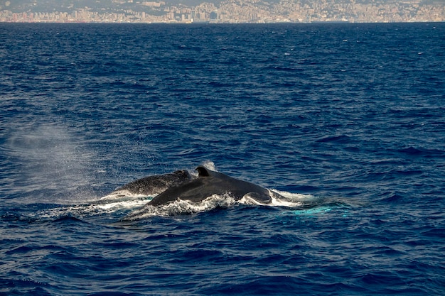 Baleine à bosse en mer Méditerranée ultra rare près de Gênes, Italie Août 2020