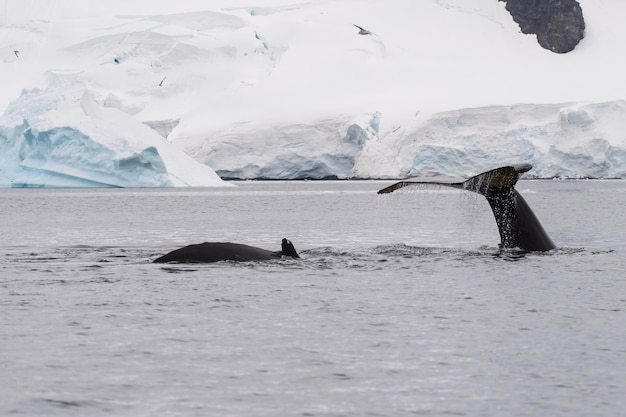 Photo baleine à bosse nourrissant du krill