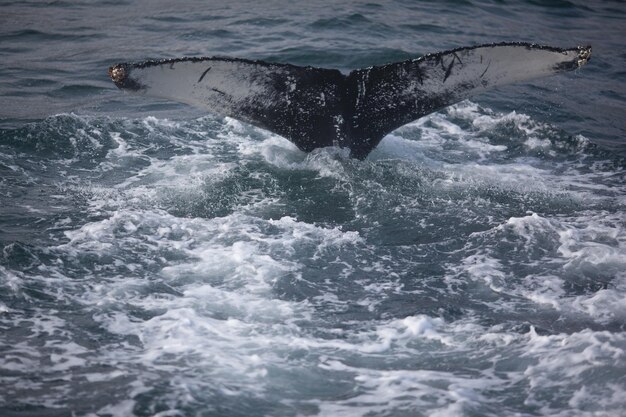 Une baleine à bosse plongeant dans la mer