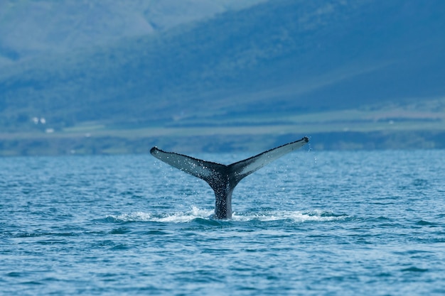 Baleine à bosse plongée dans la mer en été Islande