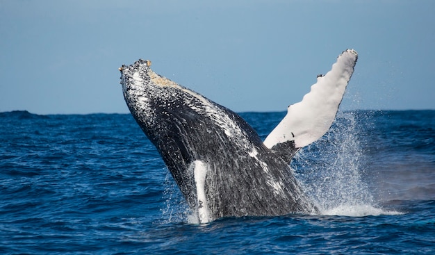 Baleine à bosse saute hors de l'eau