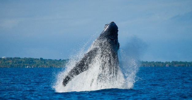 Baleine à bosse saute hors de l'eau