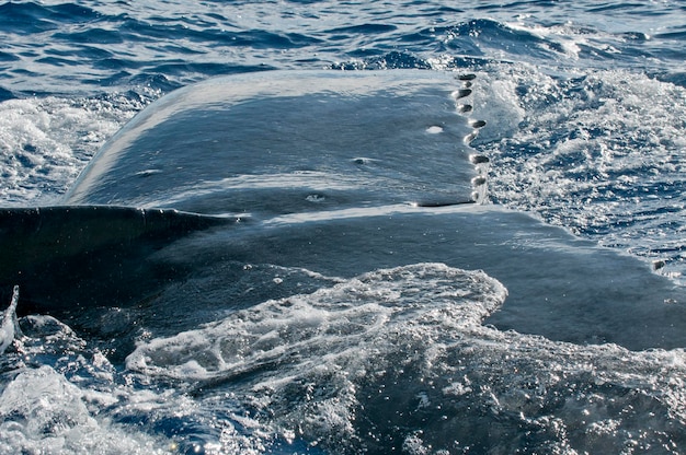 La baleine à bosse très proche en détail dans la mer polynésienne