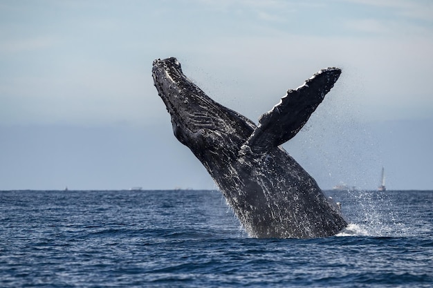 Baleine à bosse violant à cabo san lucas baja california sur mexico océan pacifique