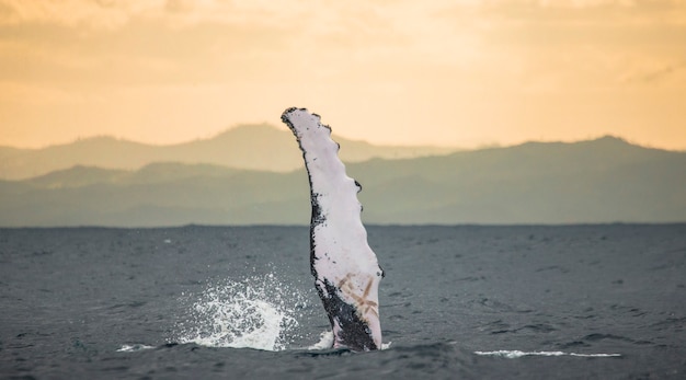 Baleine à bosse