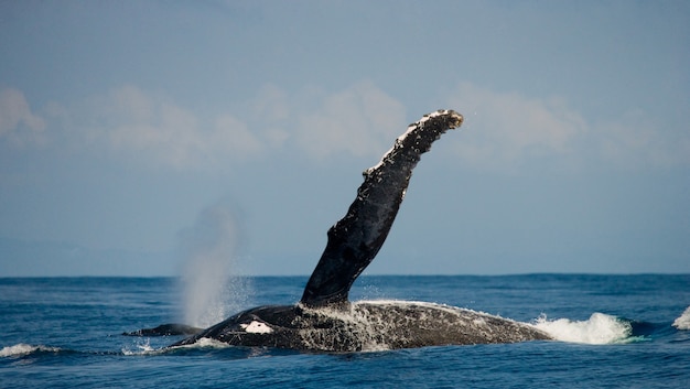 Photo baleine à bosse