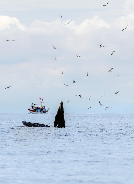 La baleine de Bryde, la baleine d&#39;Eden, mangeant du poisson dans le golfe de Thaïlande.