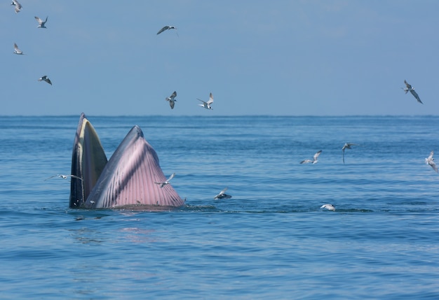 La Baleine De Bryde Ou Le Complexe De Baleines De Bryde Dans Le Golfe De Thaïlande.