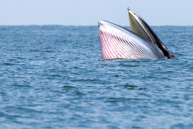 Photo la baleine de bryde nage dans la mer de thaïlande