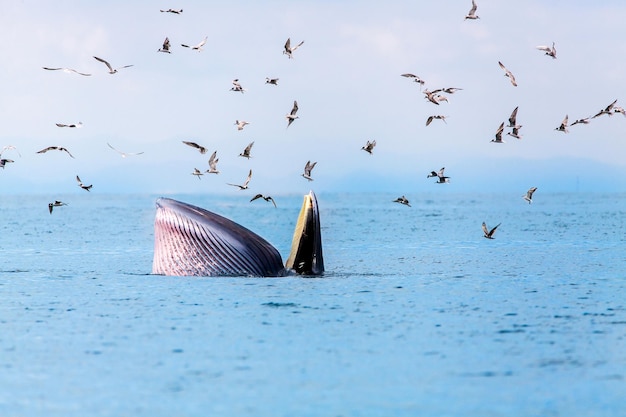 La baleine de Brydes, la baleine d'Eden, mangeant du poisson dans le golfe de Thaïlande.