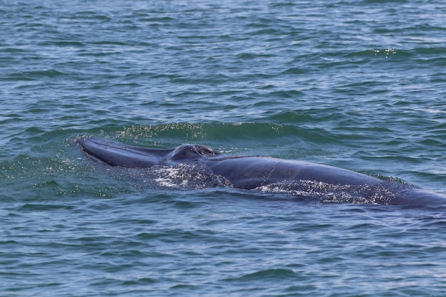 La baleine de Brydes se nourrit de petits poissons dans le golfe de Thaïlande.