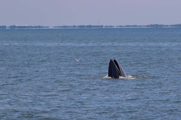 La baleine de Brydes se nourrit de petits poissons dans le golfe de Thaïlande.