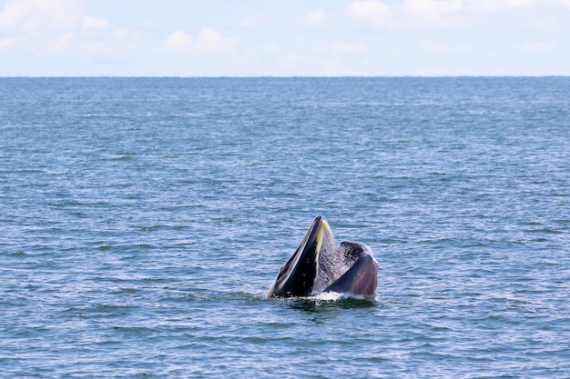 La baleine de Brydes se nourrit de petits poissons dans le golfe de Thaïlande.